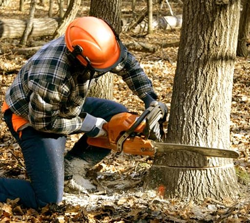 Tree Removal in Lansford, ND